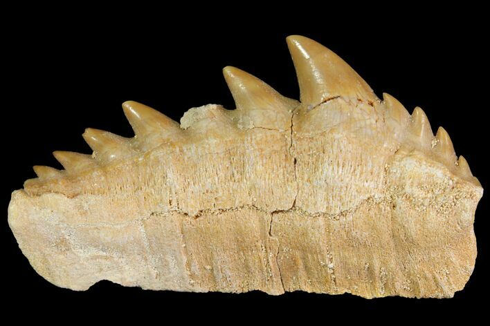 Fossil Cow Shark (Hexanchus) Tooth - Morocco #118393